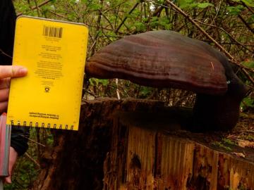 Hemlock Varnish Shelf (Ganoderma tsugae)