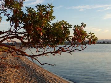 Red-barked arbutus tree leaning over the beach.