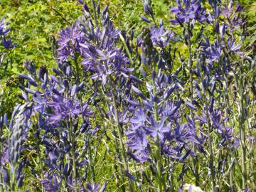 Dark purple-blue camas flowers.